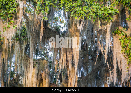 Spanish moss hanging heavily from Florida oak tree. Stock Photo