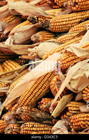 Corn, Maize (Zea mays) Stock Photo