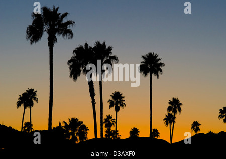 Dozens of palm trees are silhouetted against a beautiful desert winter sunset in Tucson, Arizona. Stock Photo