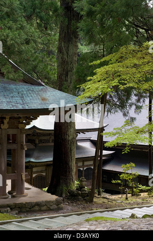 Giant cypress tree forest surrounds hillside buildings at Soto sect Eiheiji Zen Buddhist temple in Fukui Prefecture, Japan. Stock Photo