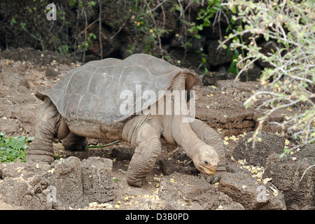 pinta giant tortoise