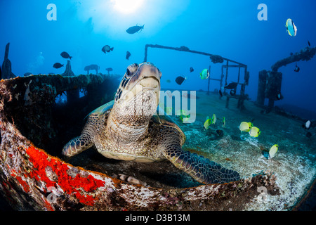 Green sea turtle, Chelonia mydas, and schooling milletseed butterflyfish, on the wreck of the Saint Anthony, off Maui, Hawaii. Stock Photo