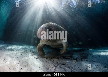 Endangered Florida Manatees, Trichechus manatus latirostris, gather at Three Sisters Spring in Crystal River, Florida, USA. Stock Photo