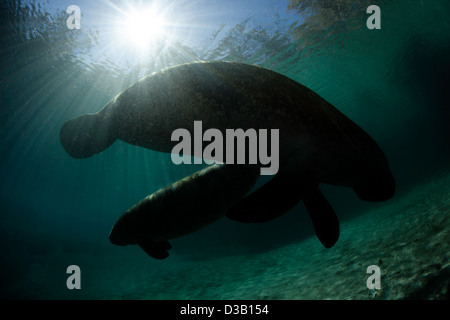 Endangered Florida Manatees, Trichechus manatus latirostris, gather at Three Sisters Spring in Crystal River, Florida, USA. Stock Photo