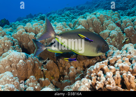 Sleek unicornfish, Naso hexacanthus, at a cleaning station with two endemic Hawaiian cleaner wrasse, Labroides phthirophagus. Stock Photo