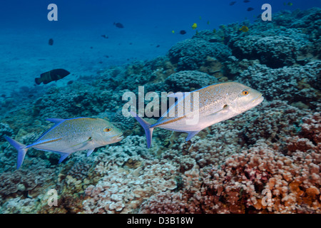 A pair of bluefin trevally or jack, Caranx melampygus, dart over the reef at Molokini Island off Maui, Hawaii. Stock Photo