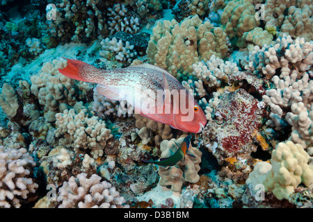 a redlip parrotfish, Scarus rubroviolaceus, Hawaii. Stock Photo