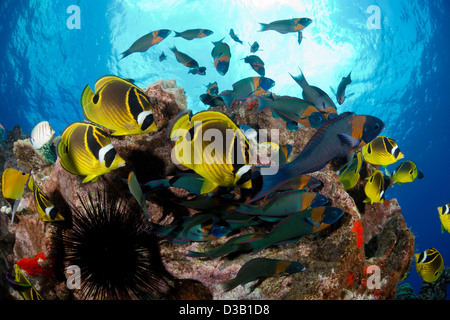 Schooling raccoon butterflyfish, Chaetodon lunula, and endemic saddle wrasse, Thalassoma duperrey, Lanai, Hawaii. Stock Photo