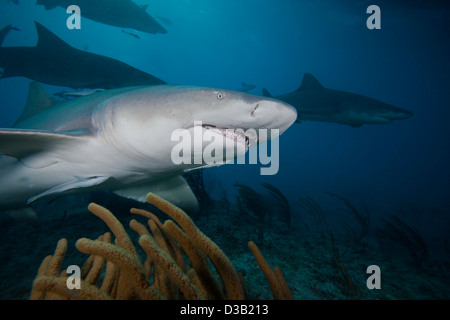 Lemon shark, Negaprion brevirostris, underwater with remoras, West End, Grand Bahamas, Atlantic Ocean. Stock Photo