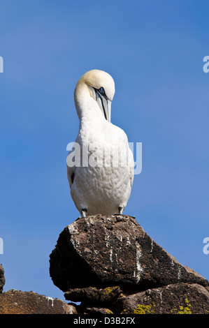 An adult northern gannet (Morus bassanus) preening on the Bass Rock in the Firth of Forth, East Lothian, Scotland. August. Stock Photo
