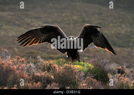 Golden Eagle in Scottish Highlands Stock Photo