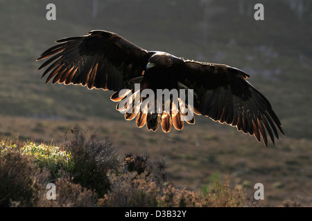 Golden Eagle in Scottish Highlands Stock Photo