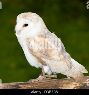 A Barn Owl at the British Wildlife Centre in Surrey, England Stock Photo