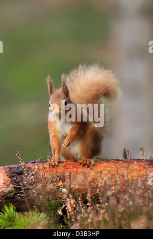 Red Squirrel in winter coat, Scottish Highlands Stock Photo