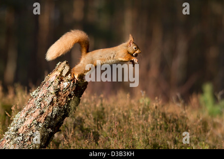 Red Squirrel jumping off a log, Scottish Highlands Stock Photo