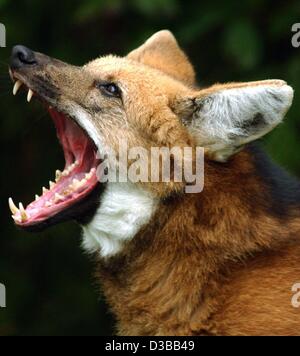 (dpa) - The maned wolf called Lucky snarls in the zoo in Heidelberg, Germany, 4 October 2002. Lucky comes from the zoo in Prague, of which large parts were devastated by the floods in summer, and has now found a new home in Heidelberg. Stock Photo