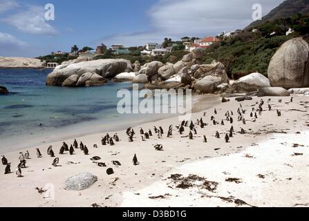 (dpa files) - African black-footed penguins cavort on the beach in the penguin bay The Boulders, near Simon's Town, South Africa, February 2001. Stock Photo