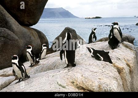 (dpa files) - African black-footed penguins cavort on a rock in the penguin bay The Boulders, near Simon's Town, South Africa, February 2001. Stock Photo