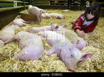 (dpa) - Five-year-old Lucy plays with the pigs at the Green Week ('Gruene Woche') trade fair in Berlin, 21 January 2003. The Green Week is an international trade fair for farming and gardening. 1,600 exhibitors from 55 countries will come to the fair, which runs through 26 January 2003. Stock Photo