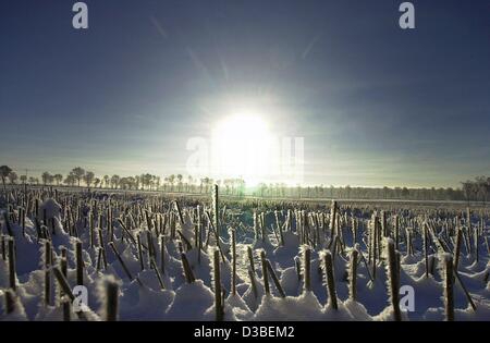(dpa) - The winter sun shines on an icy field near Bad Bramstedt, Germany, 9 January 2003. Stock Photo