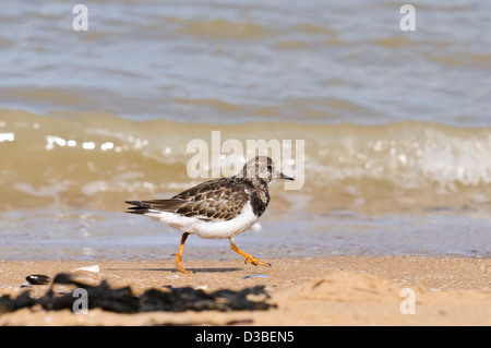 A turnstone (Arenaria interpres) running along the surf line on the beach at Botany Bay, Kent. September. Stock Photo
