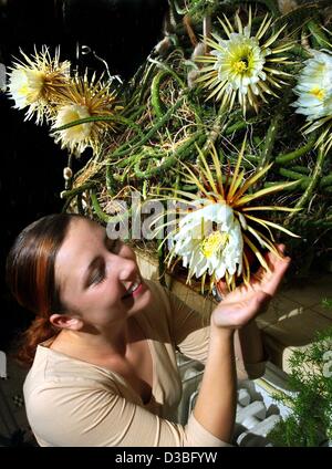 (dpa) - Mandy smells the sweet scent of vanilla of a blossom of a Queen of the Night (Selenicereus grandiflorus) cactus in a culture and leisure park in Marienberg, Germany, 18 June 2003. The cactus, originating from South and Central America, shows its blossoms only during the night. Stock Photo