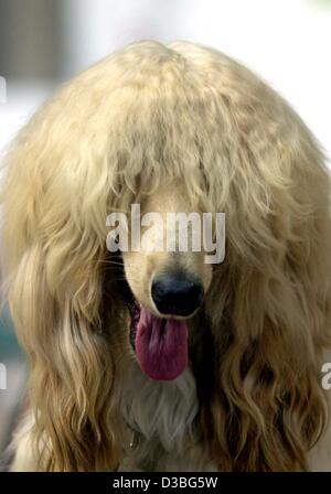 (dpa) - The young Afghan hound dog 'Wind against true colors' is pictured at the International Dog Fair in Frankfurt, Germany, 15 June 2003. The most arresting feature of the elegant Afghan is its coat, which is long and silky everywhere on the dog, except on the face and back, where it is short and Stock Photo