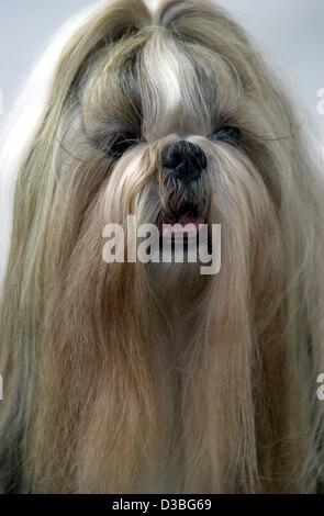 (dpa) - Three-year-old Shih-Tzu 'Jet Set Joker' is pictured during an international dog show in Frankfurt, 15 June 2003. A total of 2,300 dogs of 239 races were there to compete in different classes for the title of most beautiful dog. Stock Photo