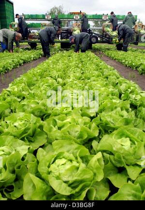 (dpa) - Employees of the Golzow group harvest lettuce near Seelow, Germany, 20 May 2003. In one of Germany's biggest agricultural businesses havesting time has started. The Golzow vegetable farmers planted several lettuce types on 500 hectares. The goods are mainly destined for Berlin's market. Stock Photo