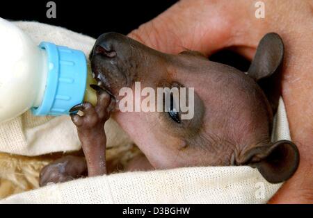 (dpa) - The six-months-old kangaroo 'Baby' sucks milk from a bottle in the deer park in Bad Saarow, Germany, 6 June 2003. It was repudiated some days ago by its mother and is now brought up in a cloth pouch padded with a sheepskin. Three to four times a day it is fed with a milk bottle. The Bannett  Stock Photo