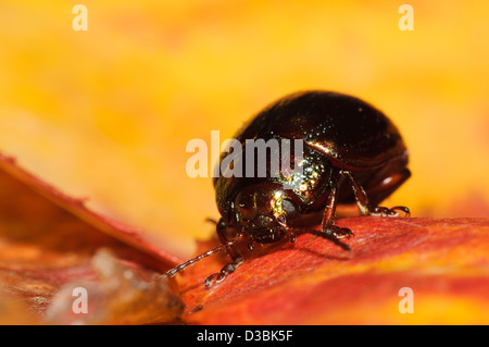 A rosemary beetle (Chrysolina americana) perched on an autumn leaf in a garden in Belvedere, Kent. September. Stock Photo