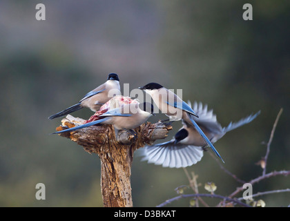 Azure winged Magpies Cyanopica cyana  feeding on carrion Spain