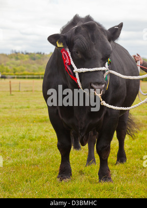 A prize Aberdeen Angus bull with rosettes at a Farmer's Show in North Ayrshire, Scotland, UK Stock Photo