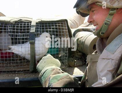 (dpa) -  Private Jonathan Ayersmann, from the 3rd Light Armoured Reconnaissance Batallion of the US Marines Infantery takes care of a white pigeon in a cage near Ad Dianiyah in southern Iraq, 28 March 2003. The death of the pigeon will indicate an attack with poisonous gas and will enable the soldie Stock Photo