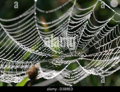 (dpa) - Tiny fine perls of water are trapped in a spider web in Michelau, Germany, 30 September 2003. Stock Photo
