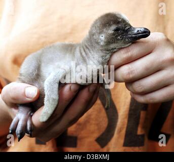 (dpa) - A 17-days-old Humboldt penguin rests in the hands of an animal keeper in the zoo in Landau, Germany, 3 July 2003. Standing about 69 cm tall, the Humboldt penguin usually lives along the Pacific coastlines of Chile and Peru. Like all penguins, the Humboldt is a flightless marine bird. Fossil  Stock Photo