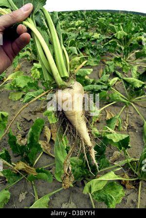 (dpa) - A farmer shows a much too small sugar beet in front of a dried out field of sugar beets near Oebisfelde, Germany, 16 July 2003. Due to the dry weather over the past months farmers fear great losses for their harvest. The president of the German federation of farmers predicts losses amounting to one billion euros and demands aid from the state and the EU. The last drought of