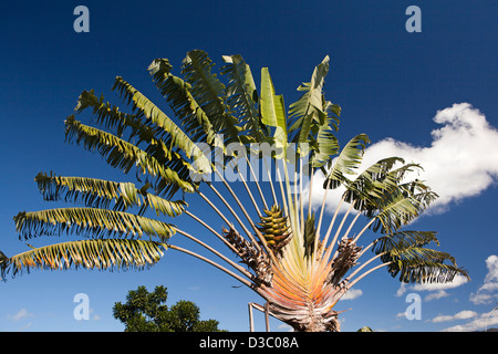 Madagascar, Ranomafana, Traveller’s Palm, Ravenala madagascariensis, against blue sky Stock Photo