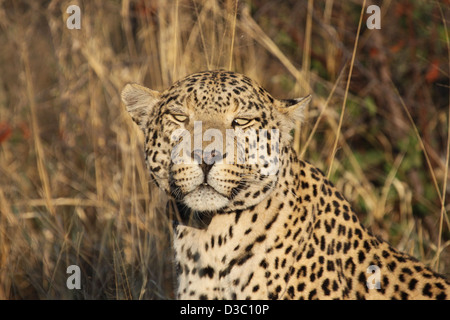 Leopard with collar, Africat Foundation, Namibia Stock Photo