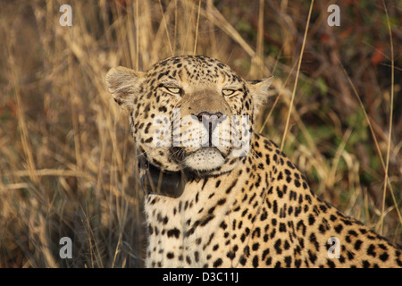 Leopard with collar, Africat Foundation, Namibia Stock Photo