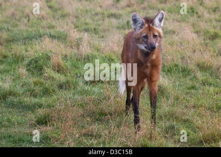 Maned Wolf  CHRYSOCYON BRACHYURUS Stock Photo
