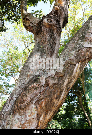 CINNAMON BARK ON TREE Stock Photo