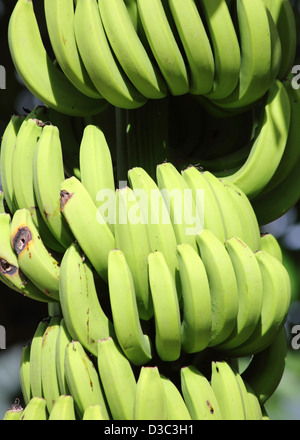 GREEN BANANAS GROWING ON TREE Stock Photo