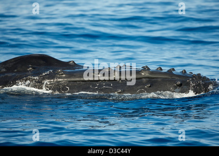 A humpback whale, Megaptera novaeangliae, Hawaii. Stock Photo