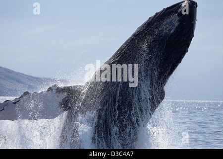 Breaching humpback whale, Megaptera novaeangliae, Hawaii. Stock Photo