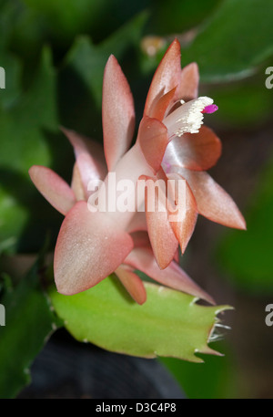 Beautiful apricot coloured flower and leaf of Zygocactus 'Orange Delight' against a background of dark green foliage Stock Photo