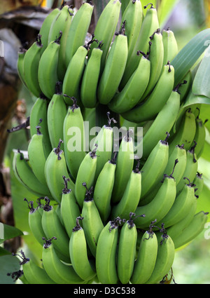 BANANA TREE,GRENADA Stock Photo