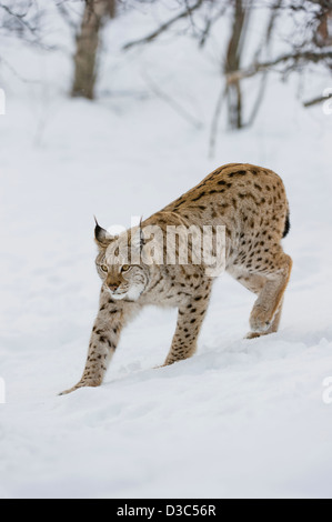 Eurasian Lynx (Lynx lynx) in winter fur over snow and under snowfall, controlled conditions, Norway Stock Photo