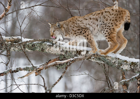 Eurasian Lynx (Lynx lynx) female in winter fur over snow and climbing on Birch trees under snowfall, controlled conditions, Norway Stock Photo