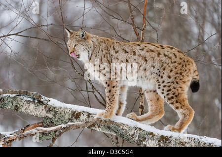 Eurasian Lynx (Lynx lynx) female in winter fur over snow and climbing on Birch trees under snowfall, controlled conditions, Norway Stock Photo